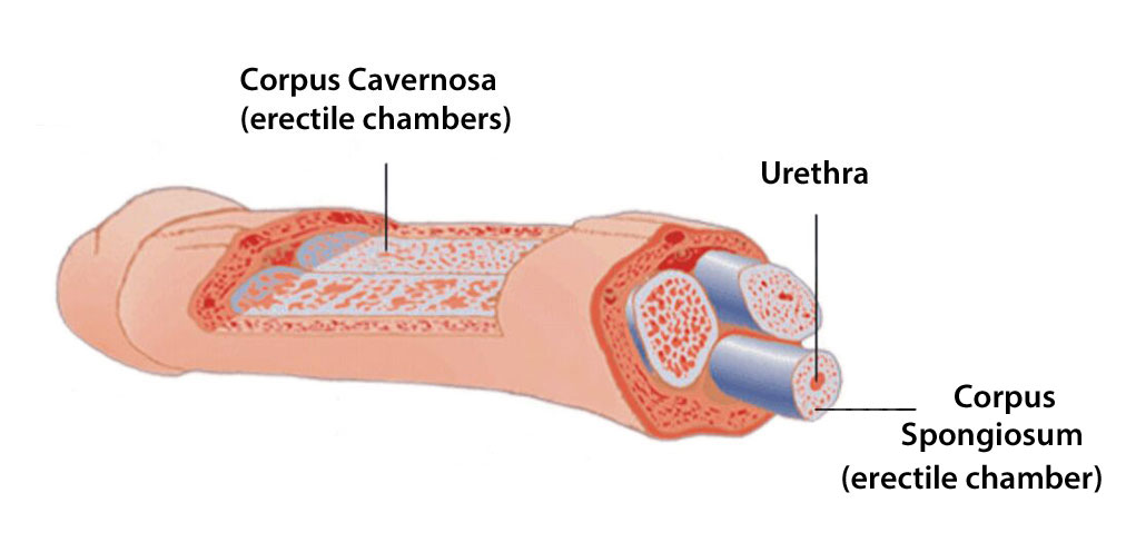 what's inside a penis?