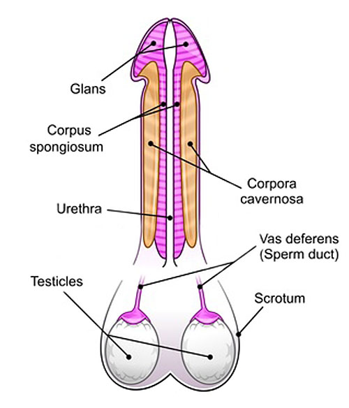 what causes a bent penis?