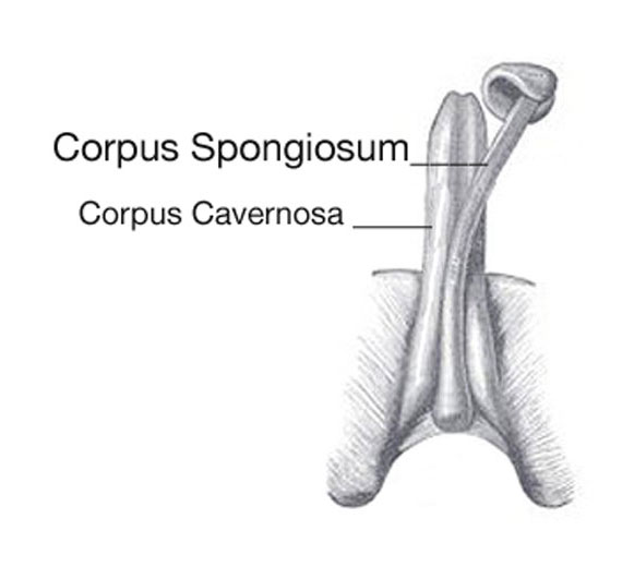 penis curvature from the corpus spongiosum