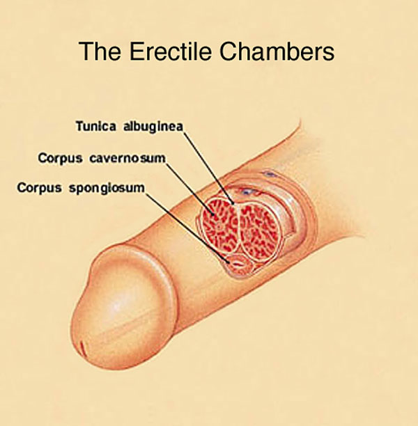 erectile chambers and a healthy penis