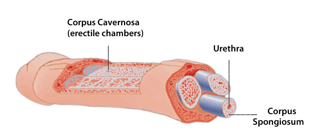 what's inside the penis?