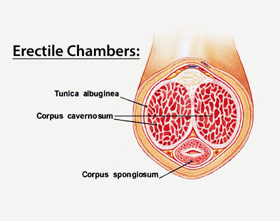 tunica albuginea and the erectile chambers