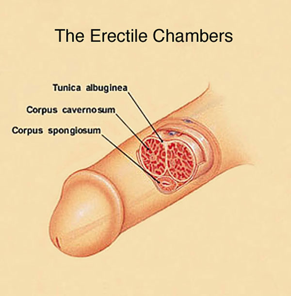 the penis erectile chambers