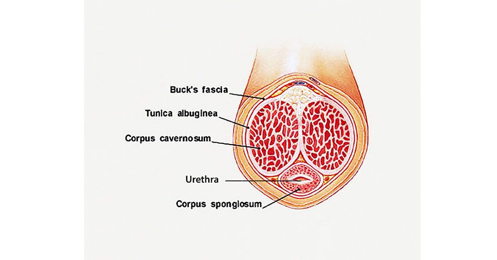 inside the penis